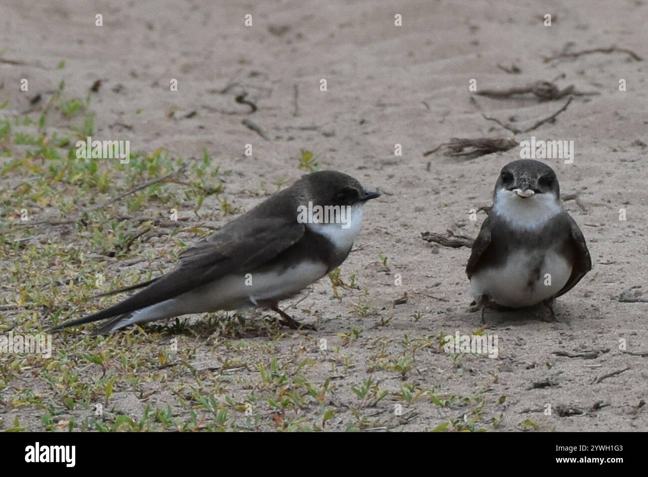 Bank Swallow (Riparia riparia Stock Photo - Alamy