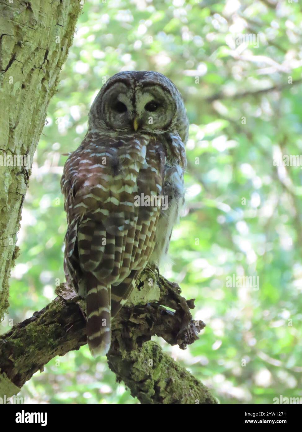 Strix Vari Barred Owl (Strix varia Stock Photo - Alamy