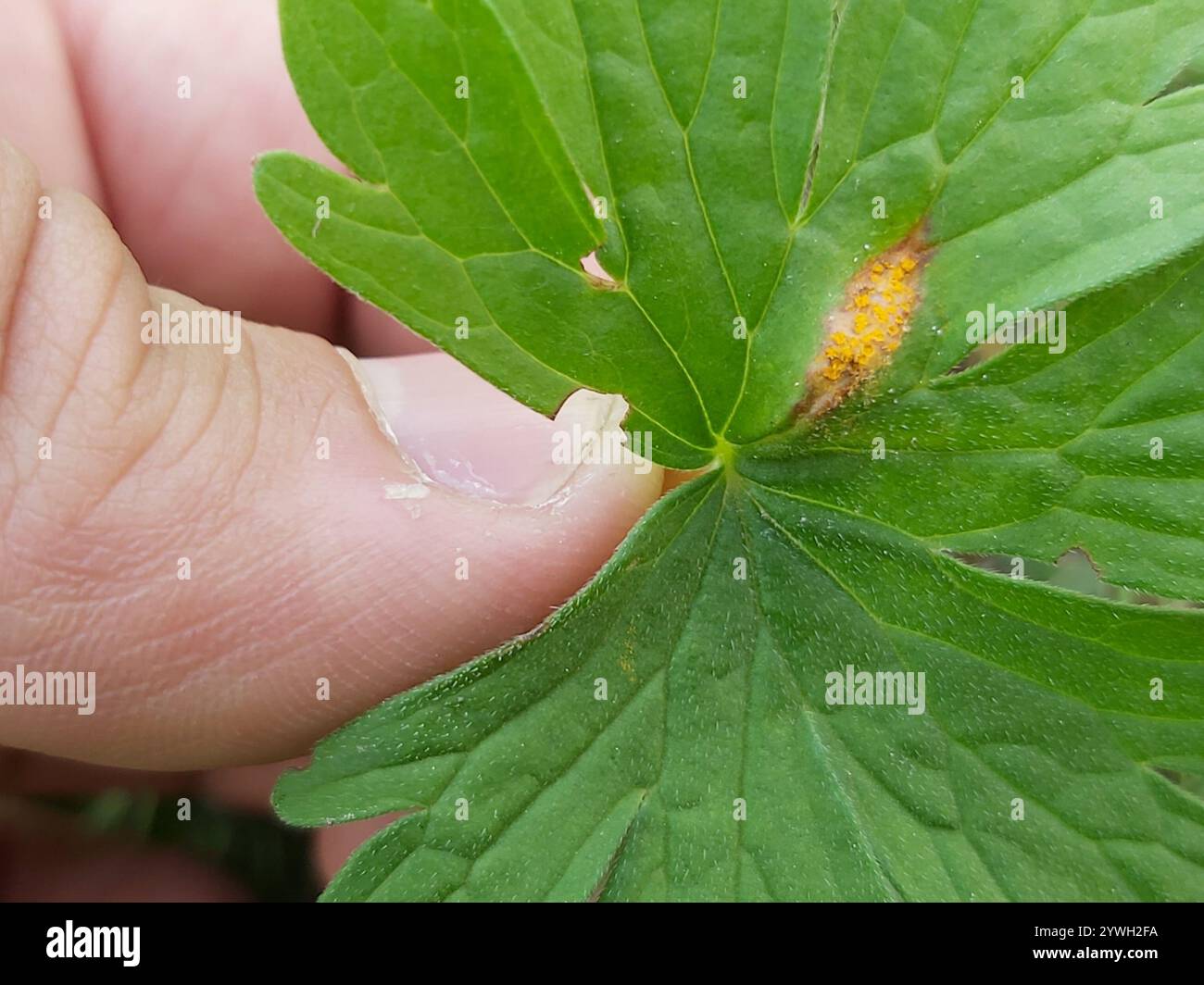 rust fungi (Pucciniales Stock Photo - Alamy