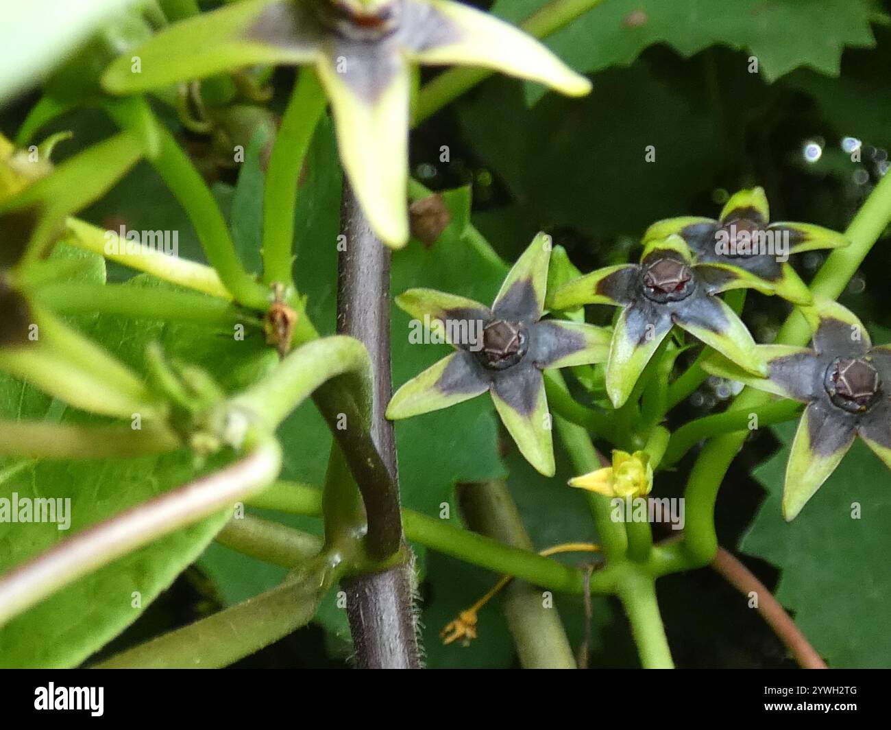 Anglepod (Gonolobus suberosus Stock Photo - Alamy