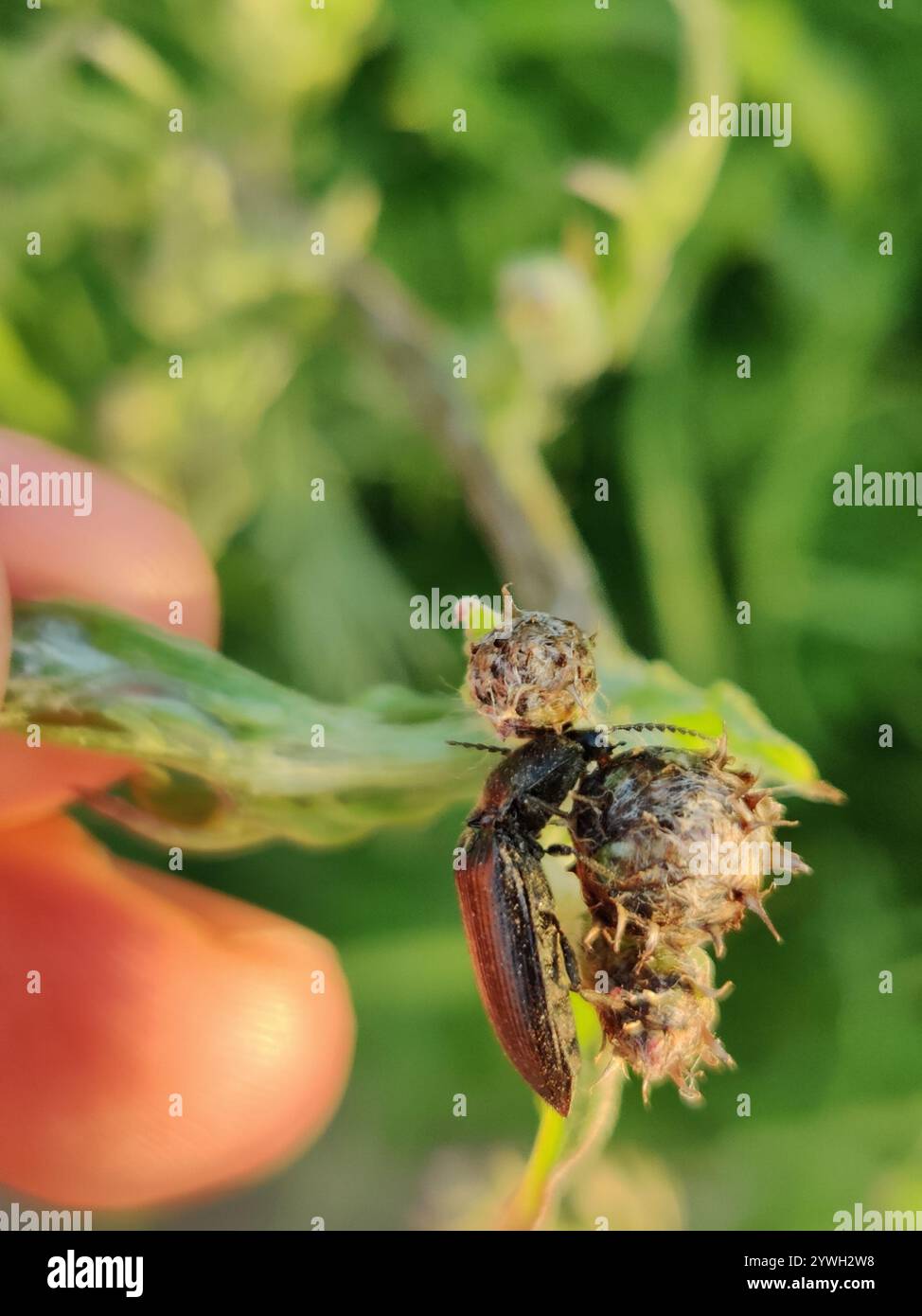Click Beetles (Elateridae Stock Photo - Alamy