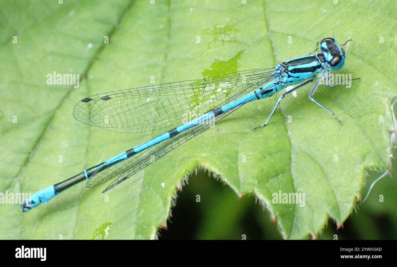Azure Damselfly (Coenagrion puella Stock Photo - Alamy
