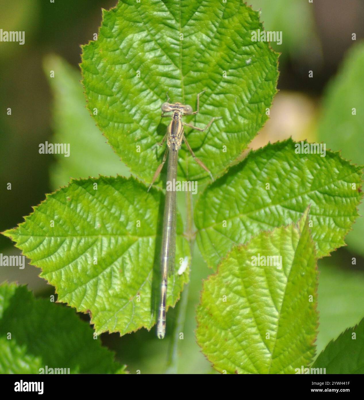 White-legged Damselfly (Platycnemis pennipes Stock Photo - Alamy