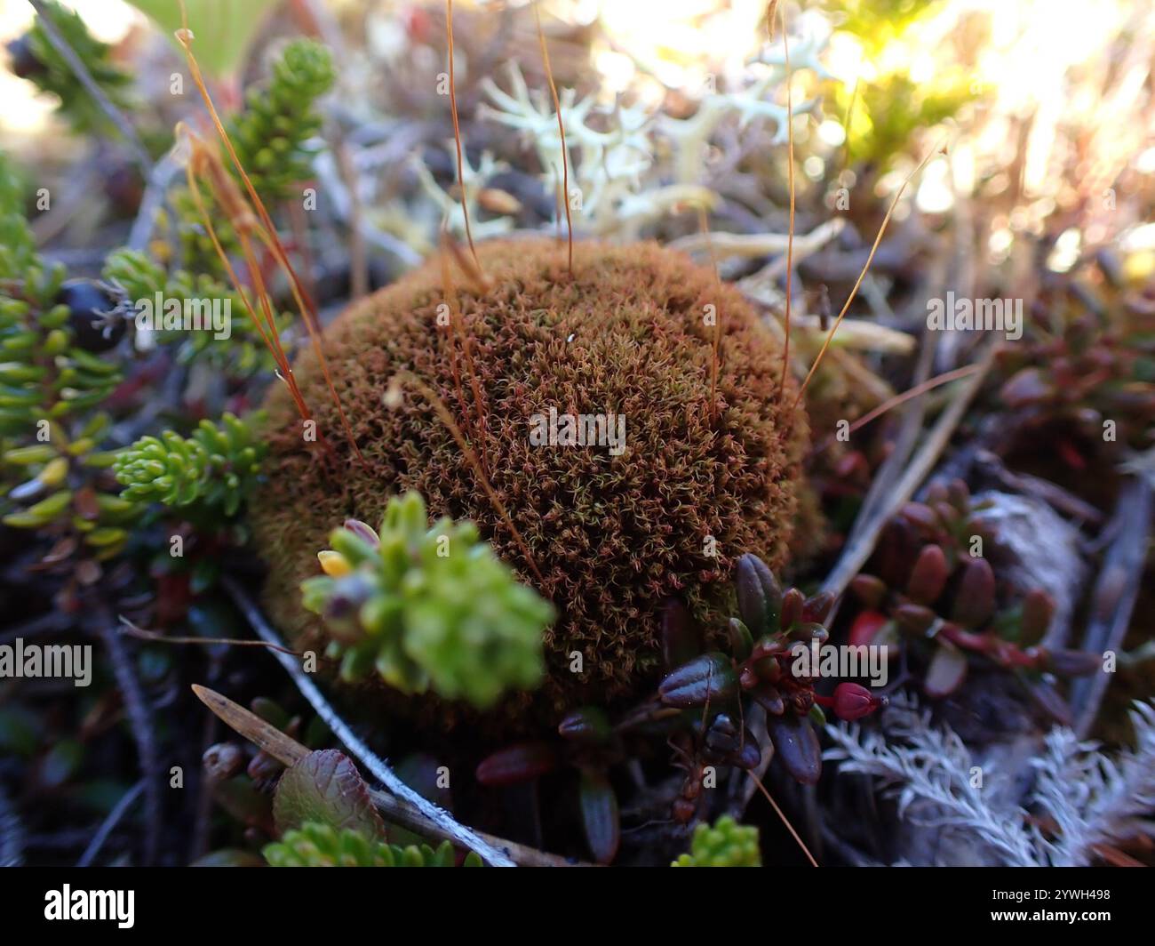 Slender Cruet-moss (Tetraplodon mnioides Stock Photo - Alamy