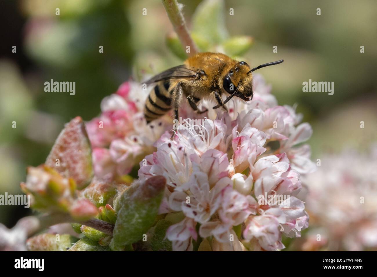Cellophane bee colletes hi-res stock photography and images - Alamy