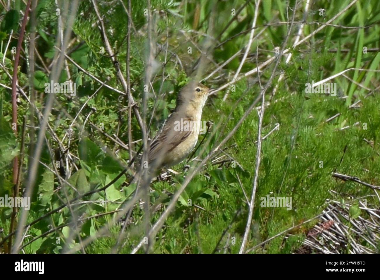 Booted Warbler (Iduna caligata Stock Photo - Alamy