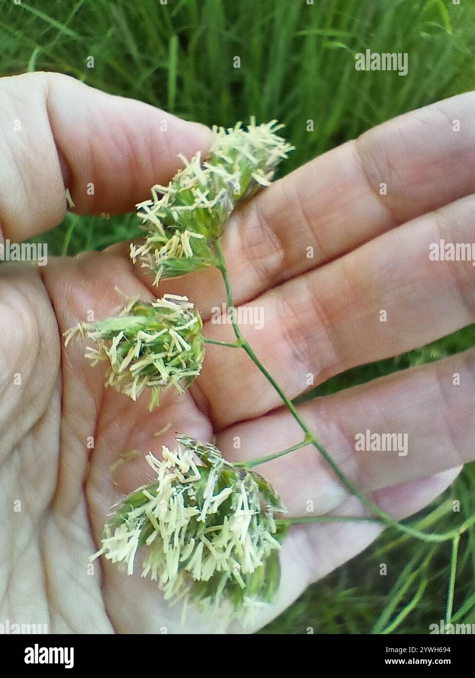High Germination Cat Grass Grown In USA Cat Grass Seeds 8oz - Non-GMO Wheat & Oat Mix, High Germination, Grown In USA For Indoor Cats Non-GMO Wheat Oat Cat Grass Mix For