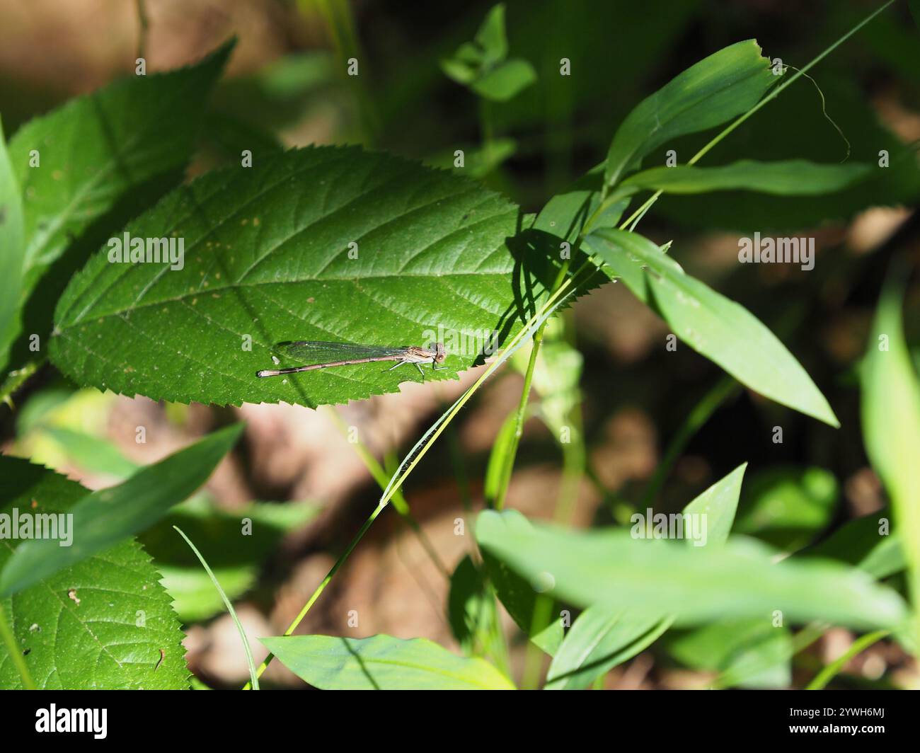 Variable Dancer Variable dancer hi-res stock photography and images - Alamy