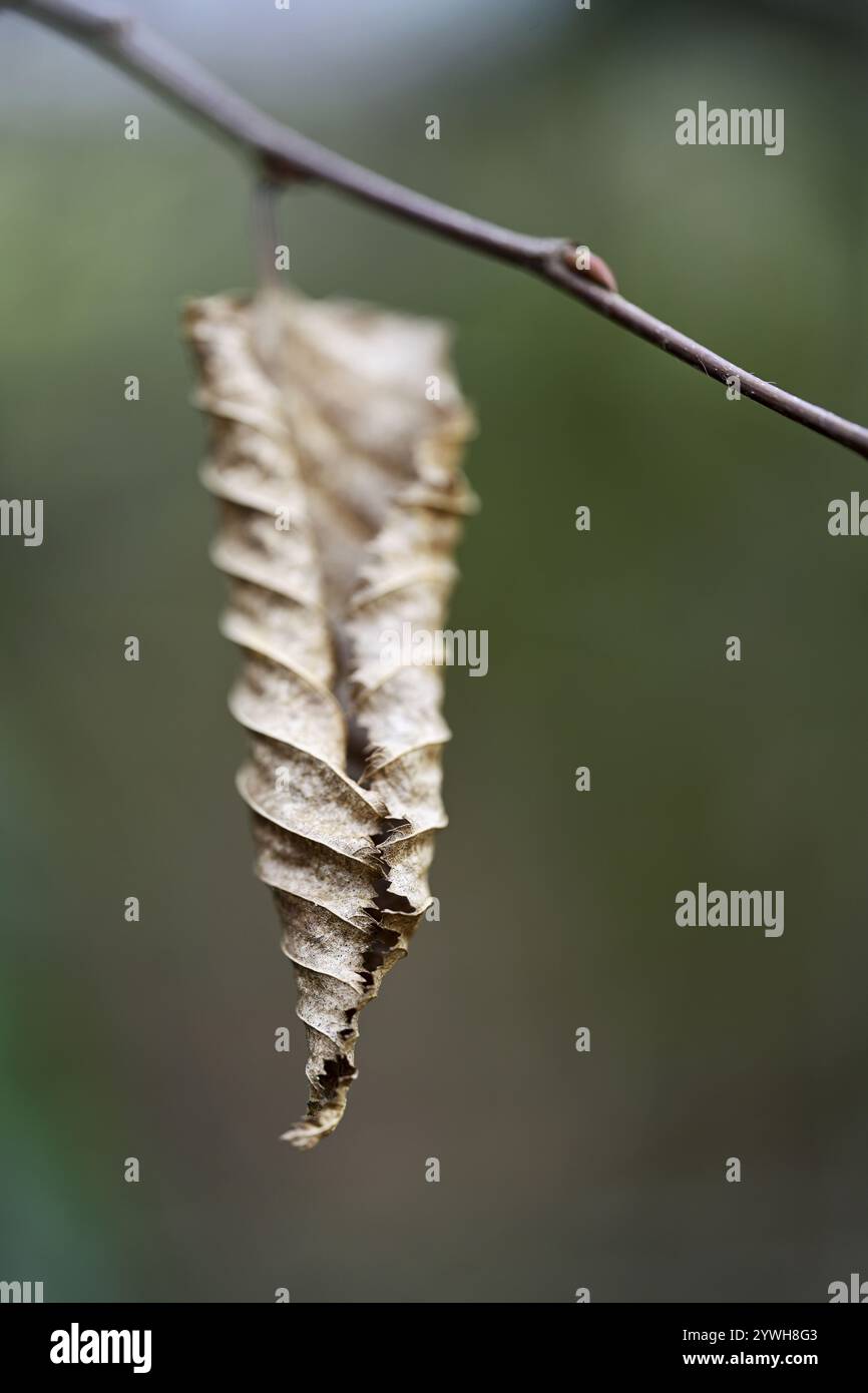 On withered leaves hi-res stock photography and images - Alamy