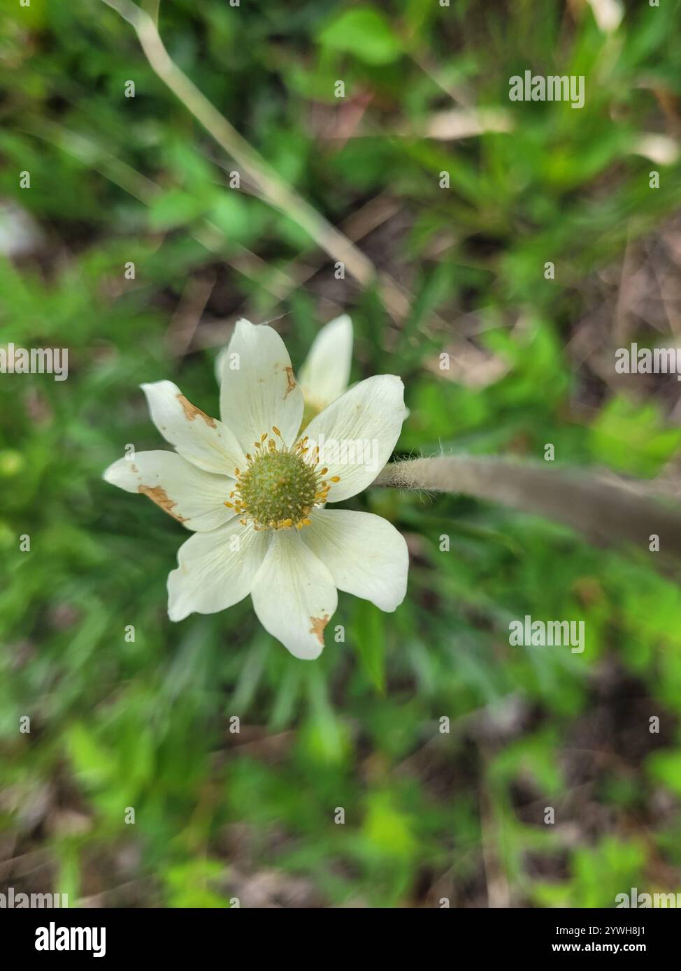 Cutleaf Anemone (Anemone multifida Stock Photo - Alamy
