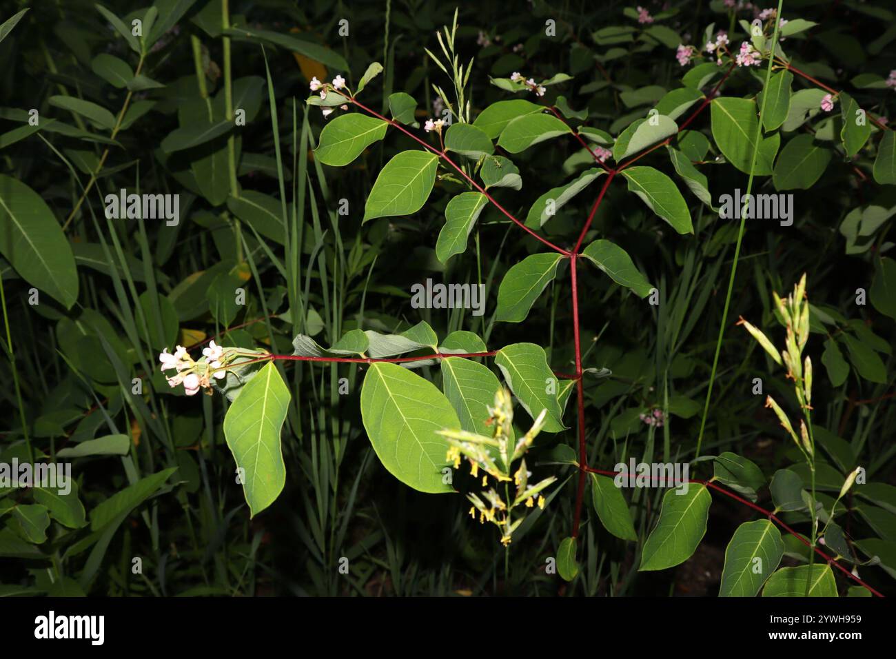 spreading dogbane (Apocynum androsaemifolium Stock Photo - Alamy