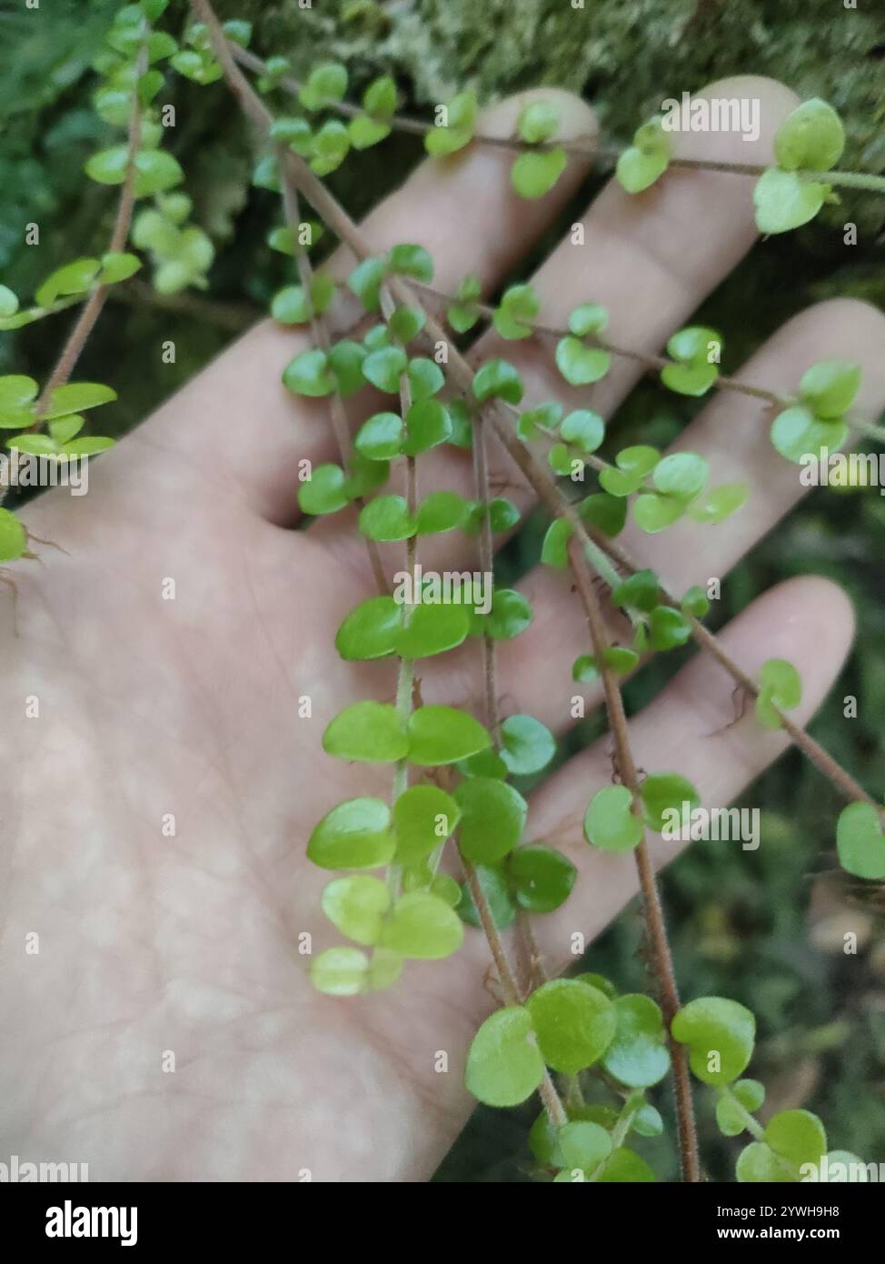 Climbing rata hi-res stock photography and images - Alamy