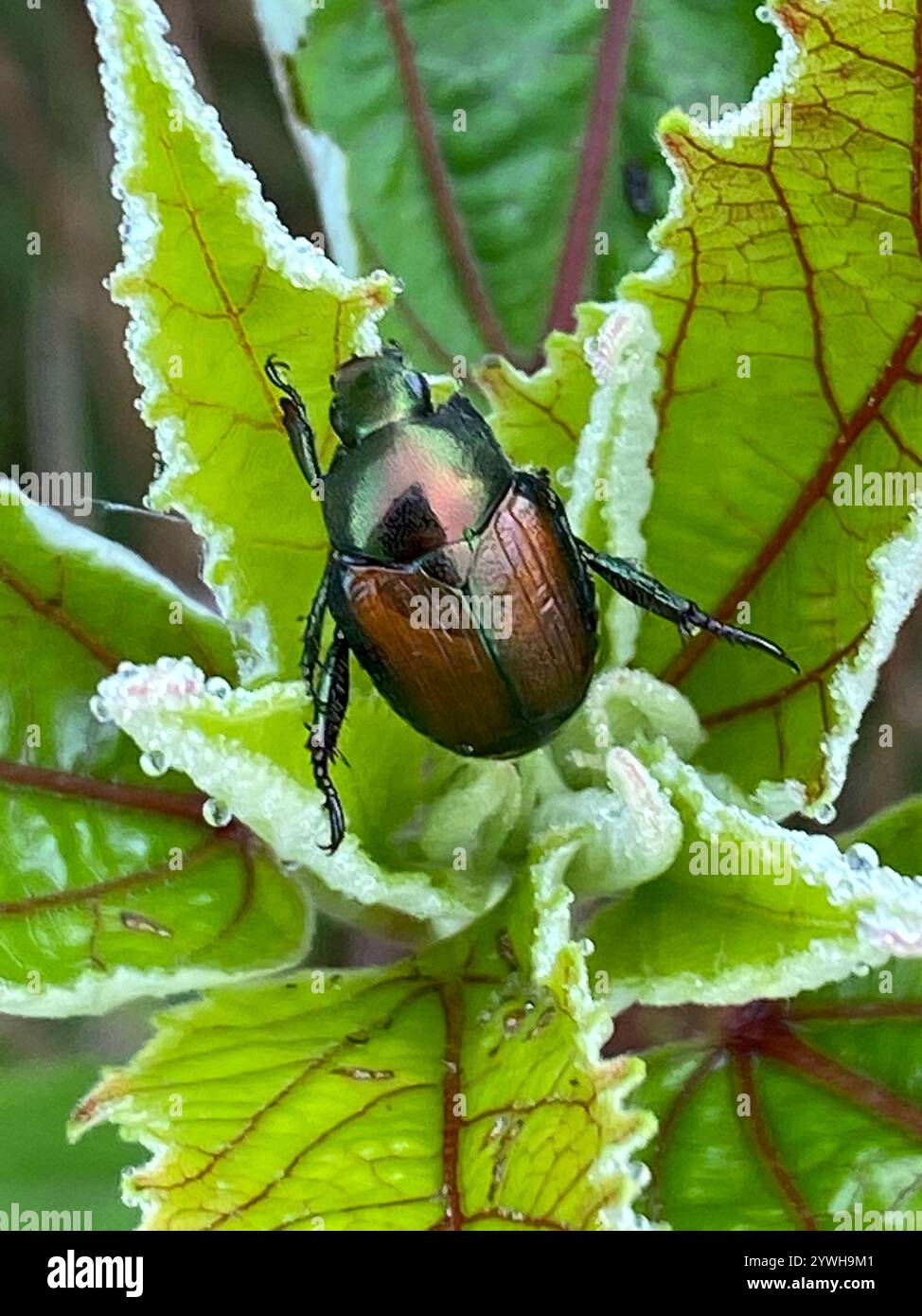 Japanese Beetle (Popillia japonica Stock Photo - Alamy