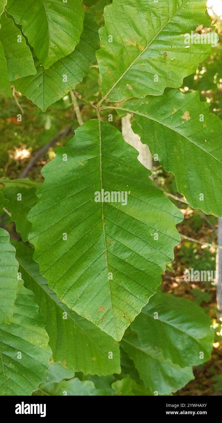 Quercus michauxii hi-res stock photography and images - Alamy