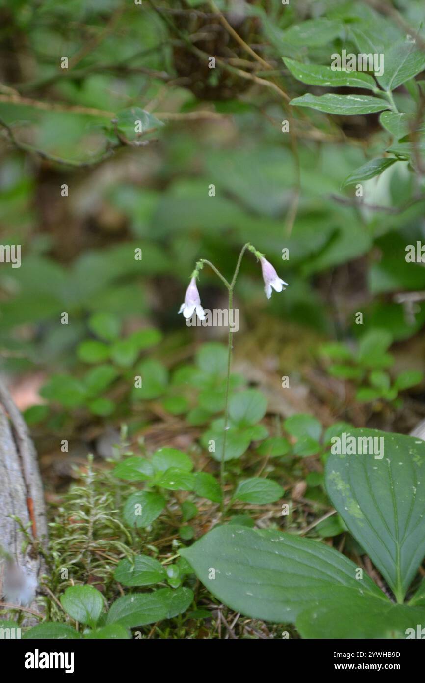 Twinflower (Linnaea borealis Stock Photo - Alamy