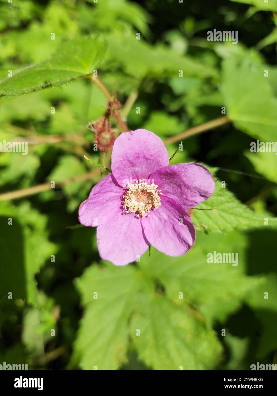 Purple flowered raspberry hi-res stock photography and images - Alamy