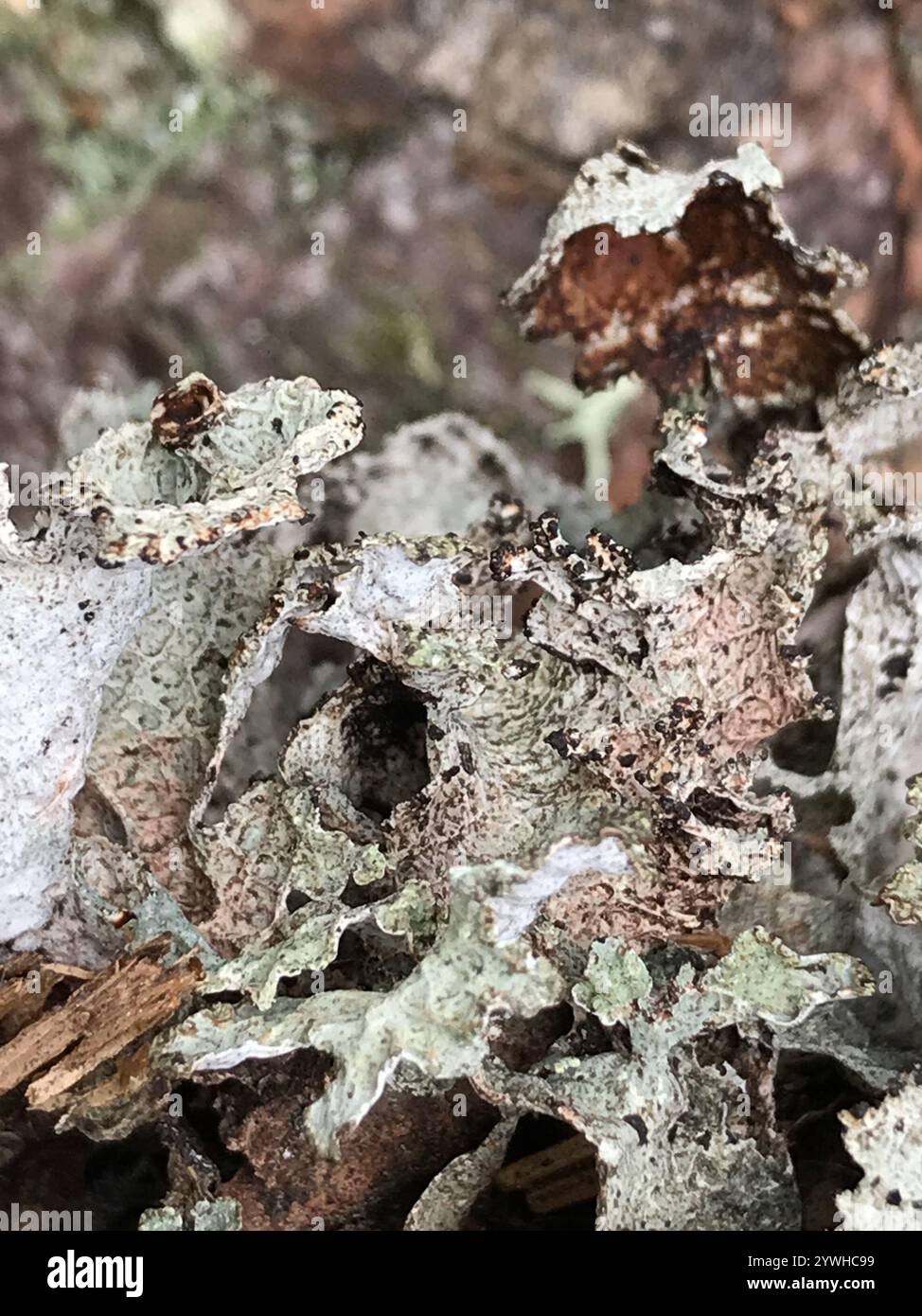 Crumpled rag lichen hi-res stock photography and images - Alamy