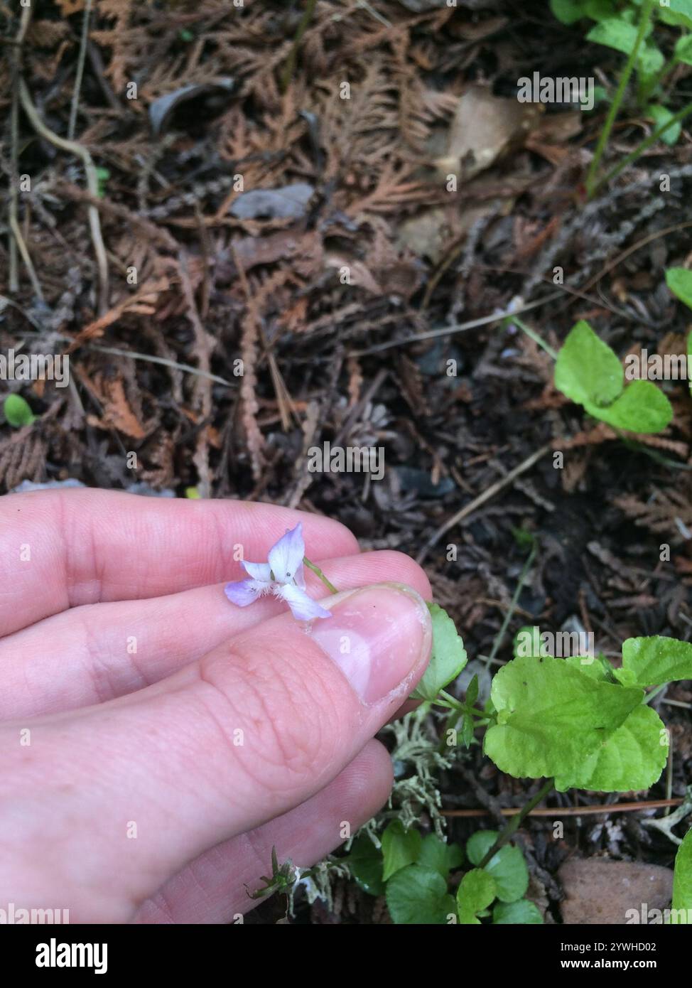 Labrador Violet Invasive Labradorica hi-res stock photography and images - Alamy