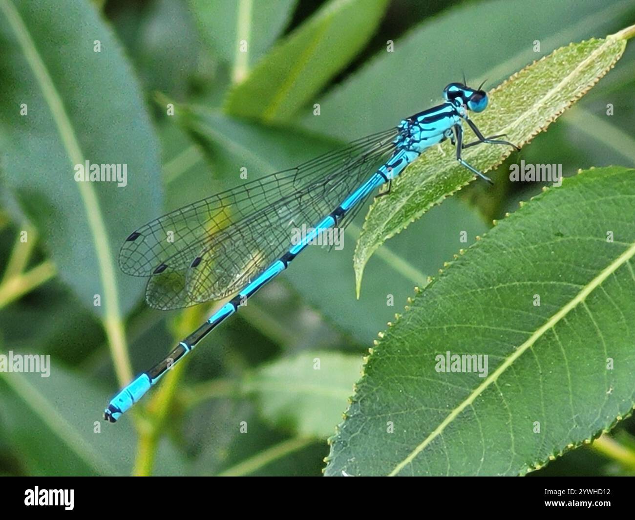 Azure Damselfly (Coenagrion puella Stock Photo - Alamy