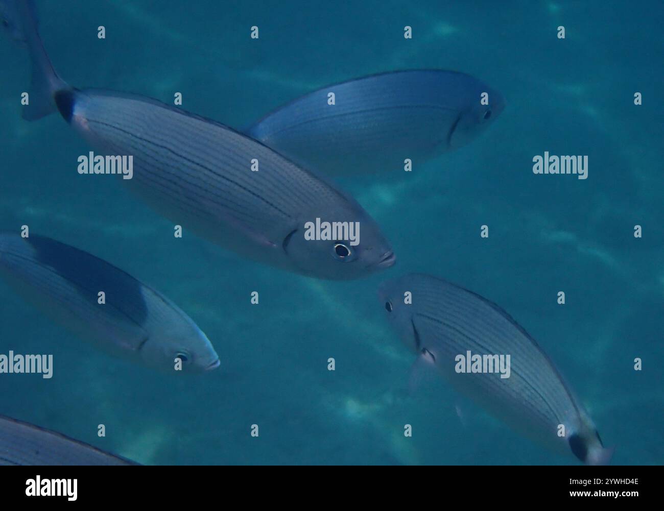 saddled-seabream-oblada-melanurus-stock-photo-alamy