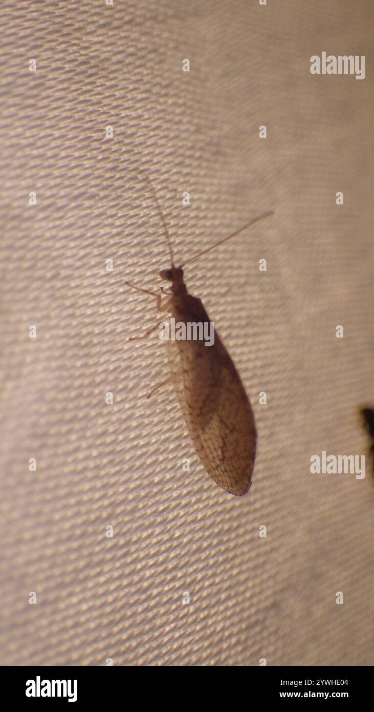 Micromus hi-res stock photography and images - Alamy