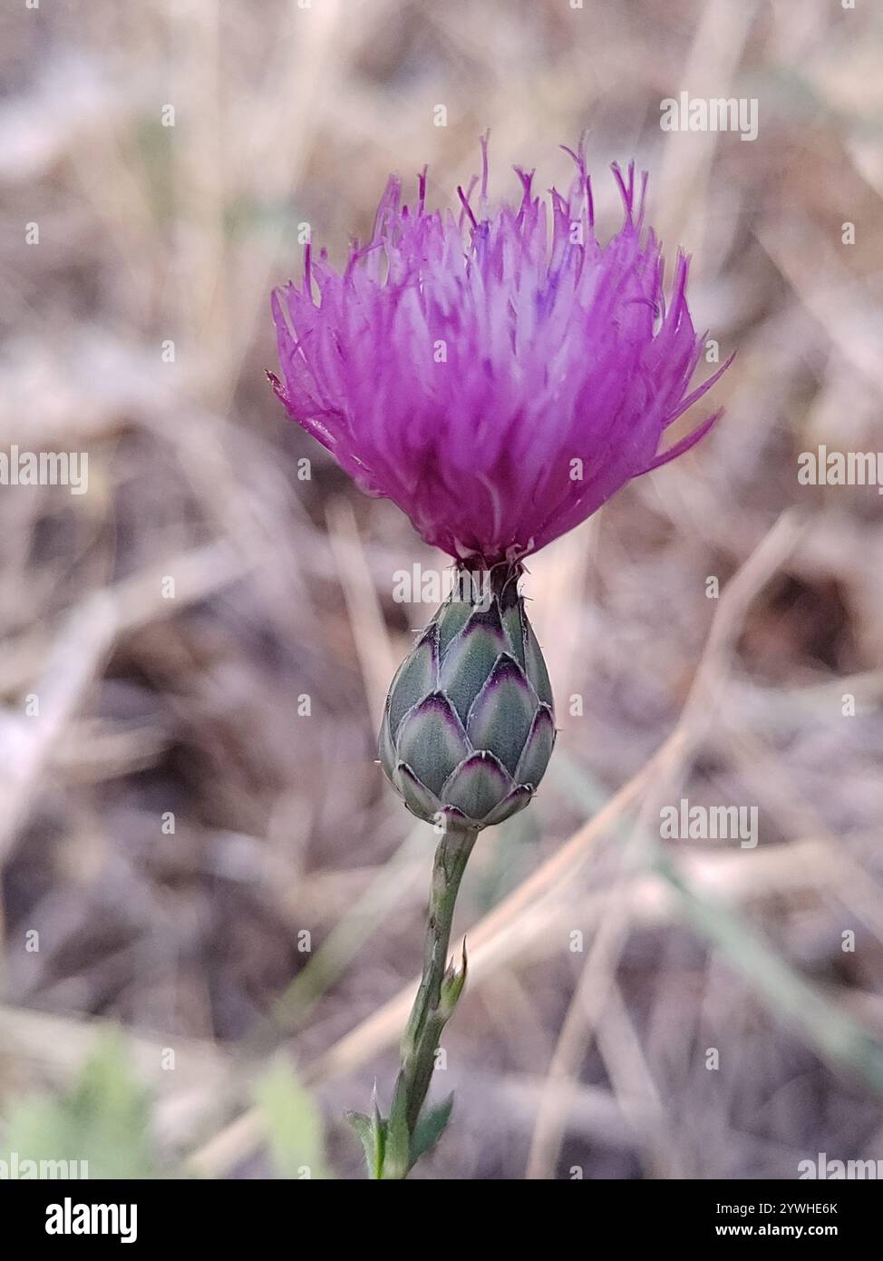 dagger flower (Mantisalca salmantica Stock Photo - Alamy
