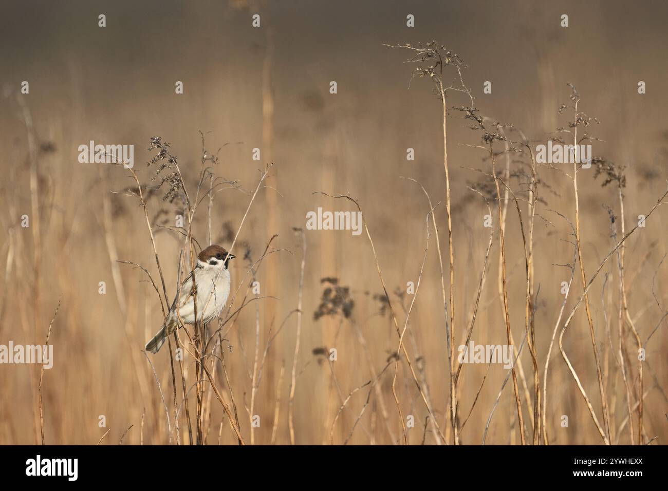 Singing on a thin blade of grass, singing station, Lake Neusiedl National Park, Burgenland, Austria, Europe Stock Photo