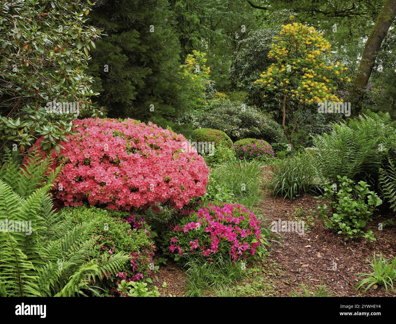 thuja 150 175 Emerald Green Arborvitae – Holly Days Nursery