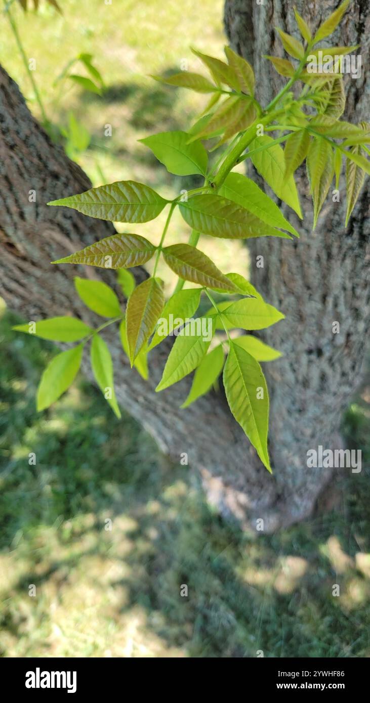green ash (Fraxinus pennsylvanica Stock Photo - Alamy
