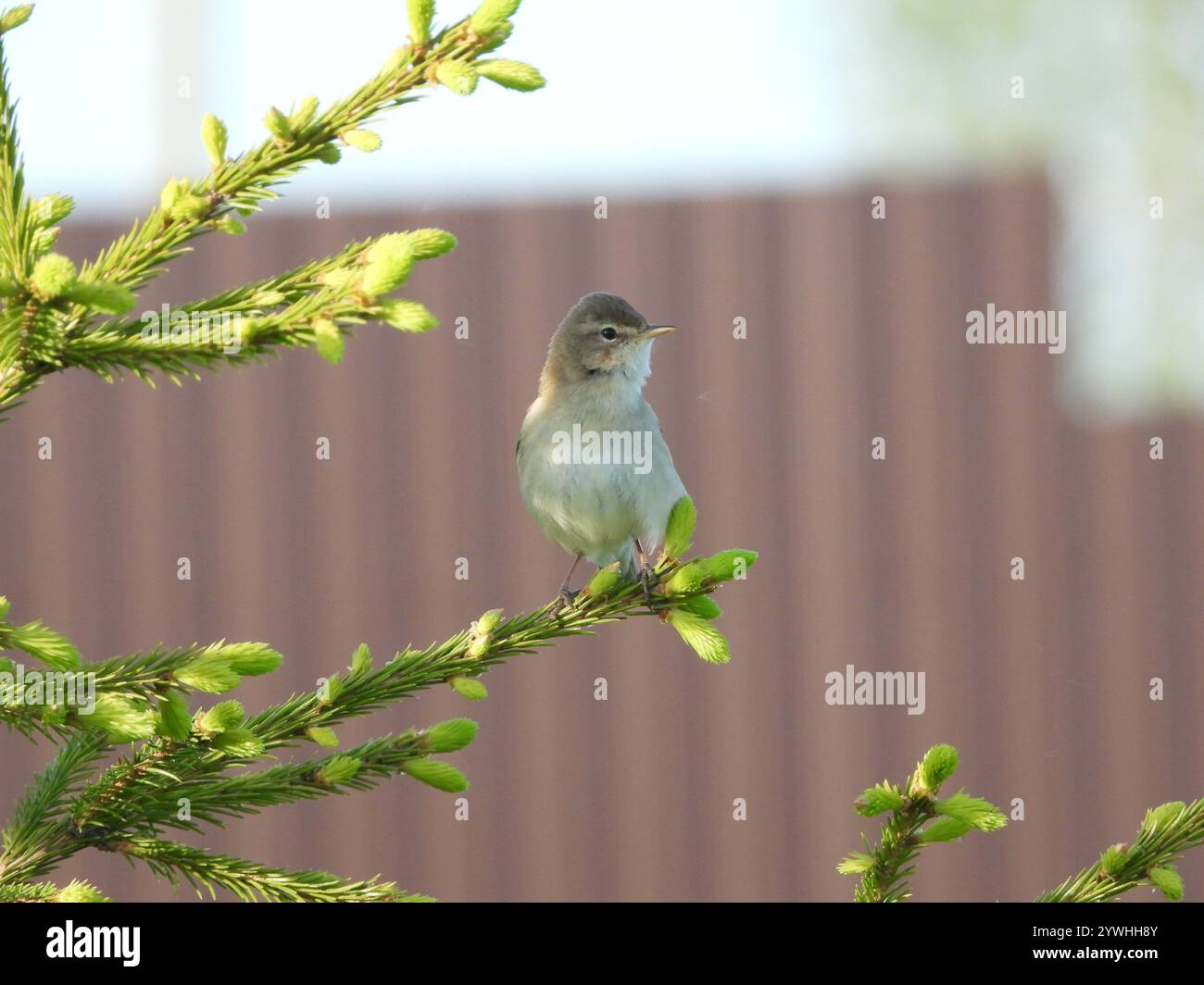 Booted Warbler (Iduna caligata Stock Photo - Alamy