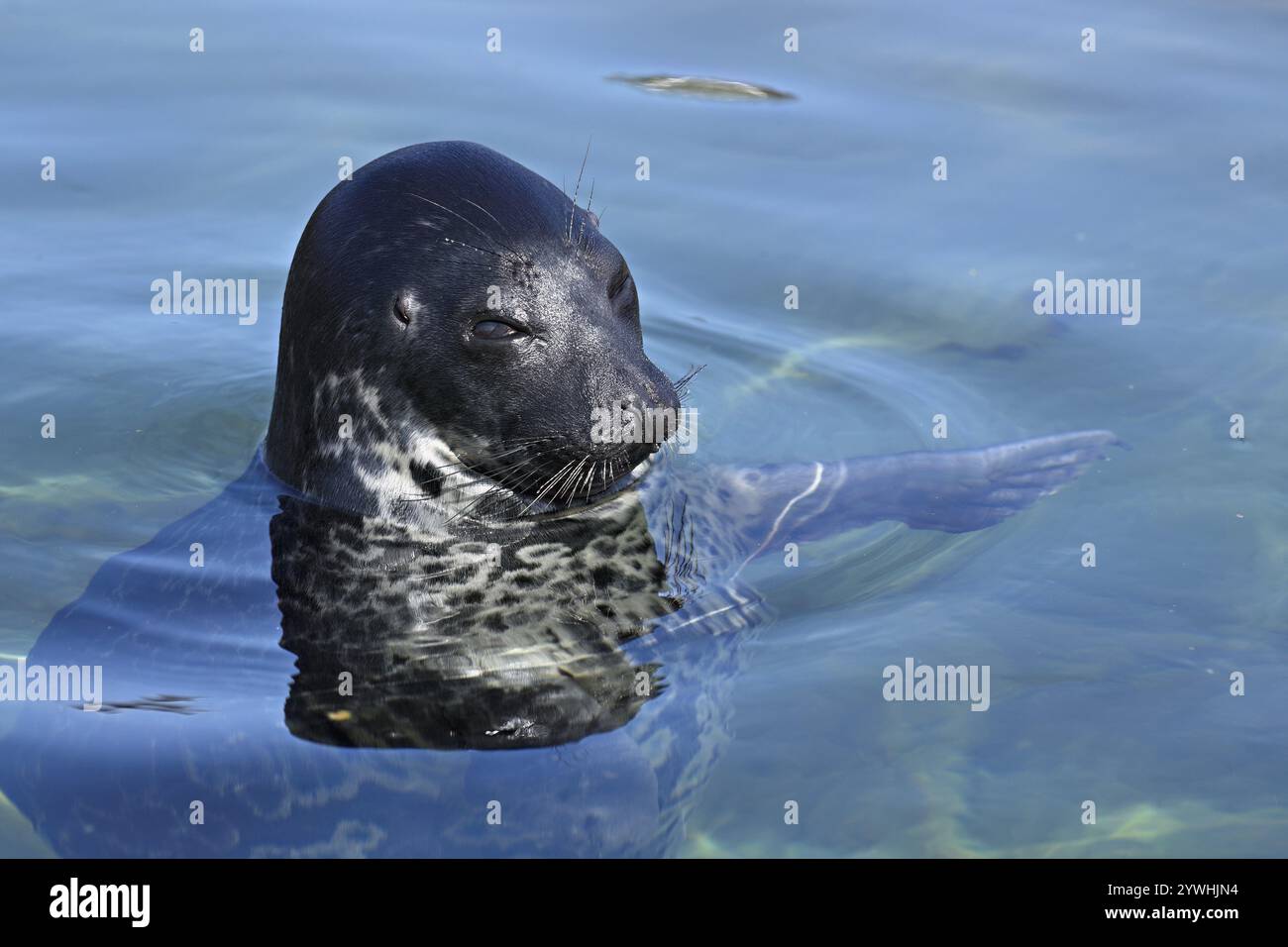 Grey seal (Halichoerus grypus), swimming in a pool, Ecomare breeding station, Texel, West Frisian Islands, province of North Holland, Netherlands Stock Photo