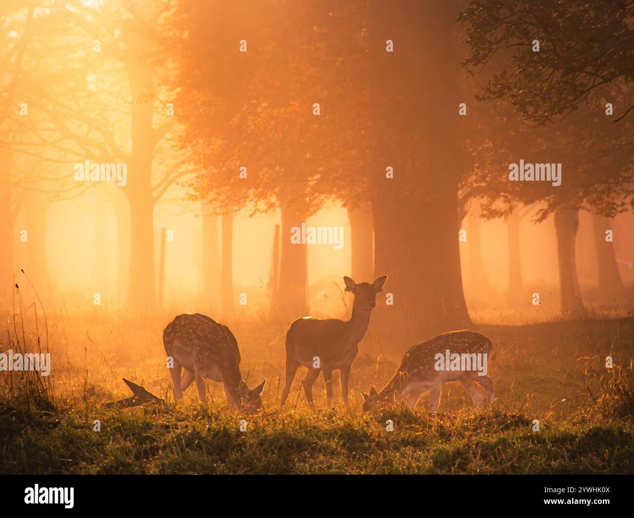 Golden misty morning in the Phoenix Park with the deer on scene Stock Photo