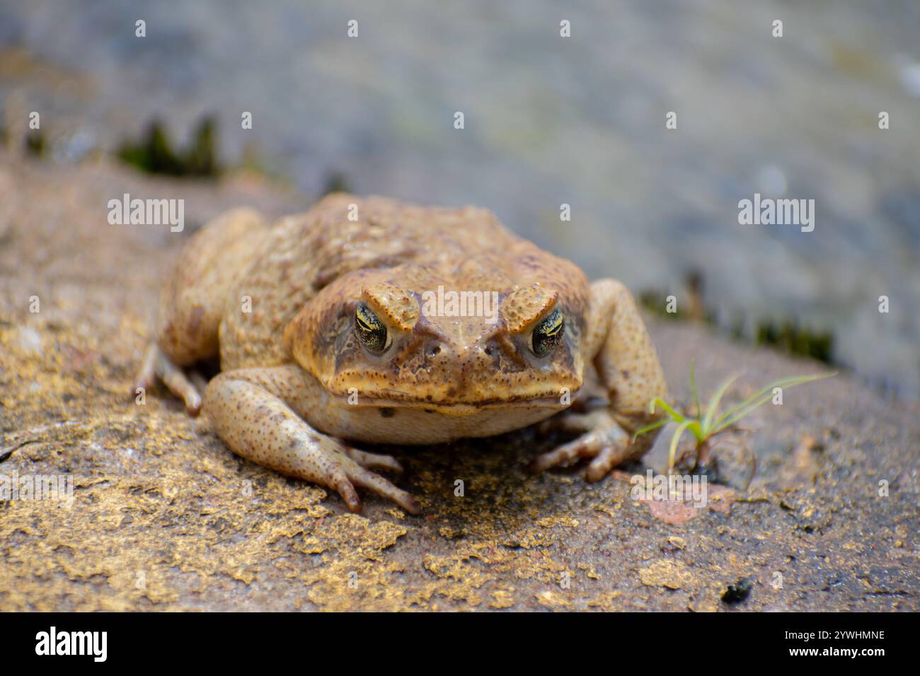 Cane Toad (Rhinella marina Stock Photo - Alamy