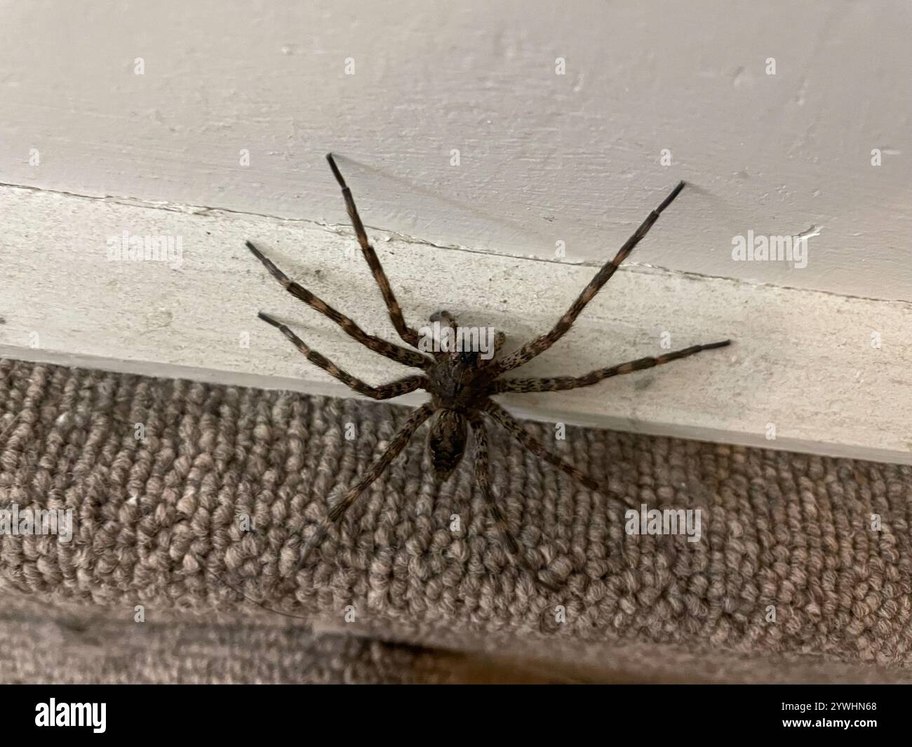 Dark Fishing Spider (Dolomedes tenebrosus Stock Photo - Alamy