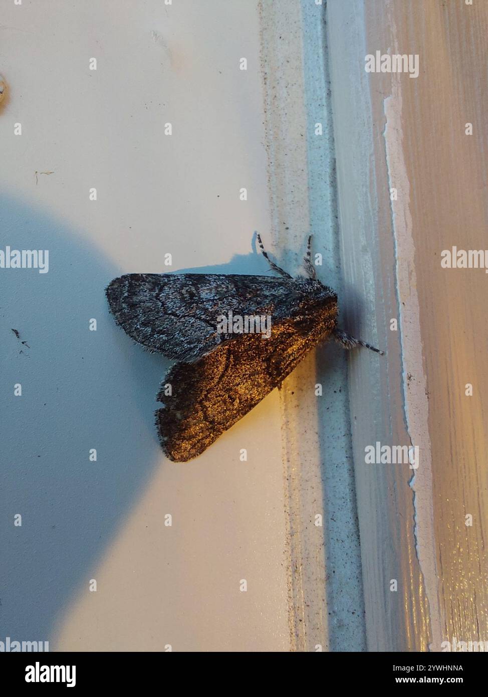 Broth Moth Brother Moth (Raphia frater Stock Photo - Alamy