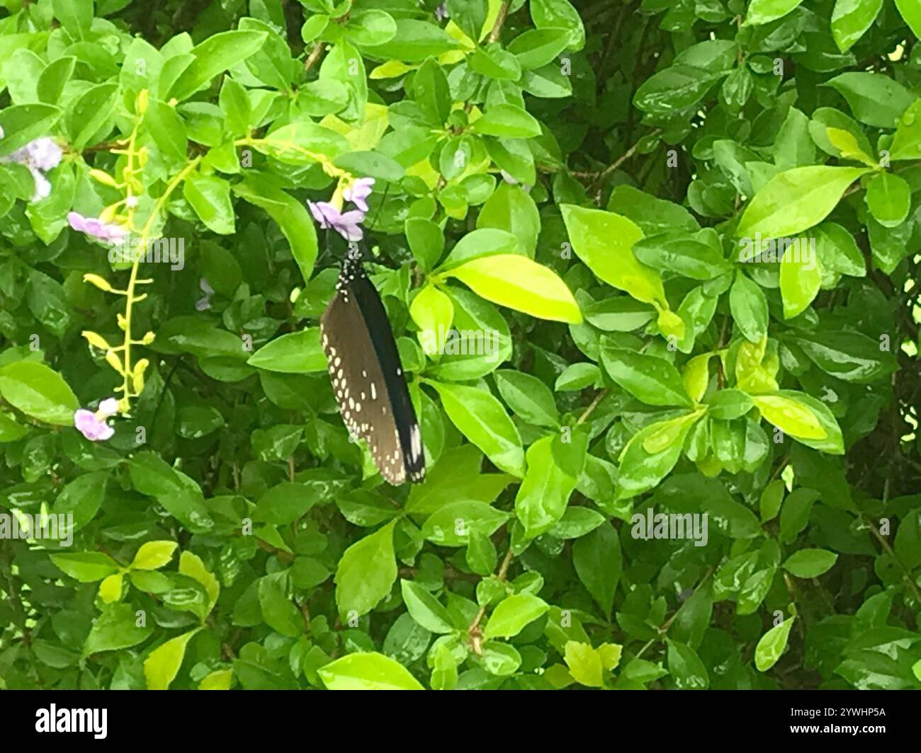 Common Crow Butterfly (Euploea core Stock Photo - Alamy
