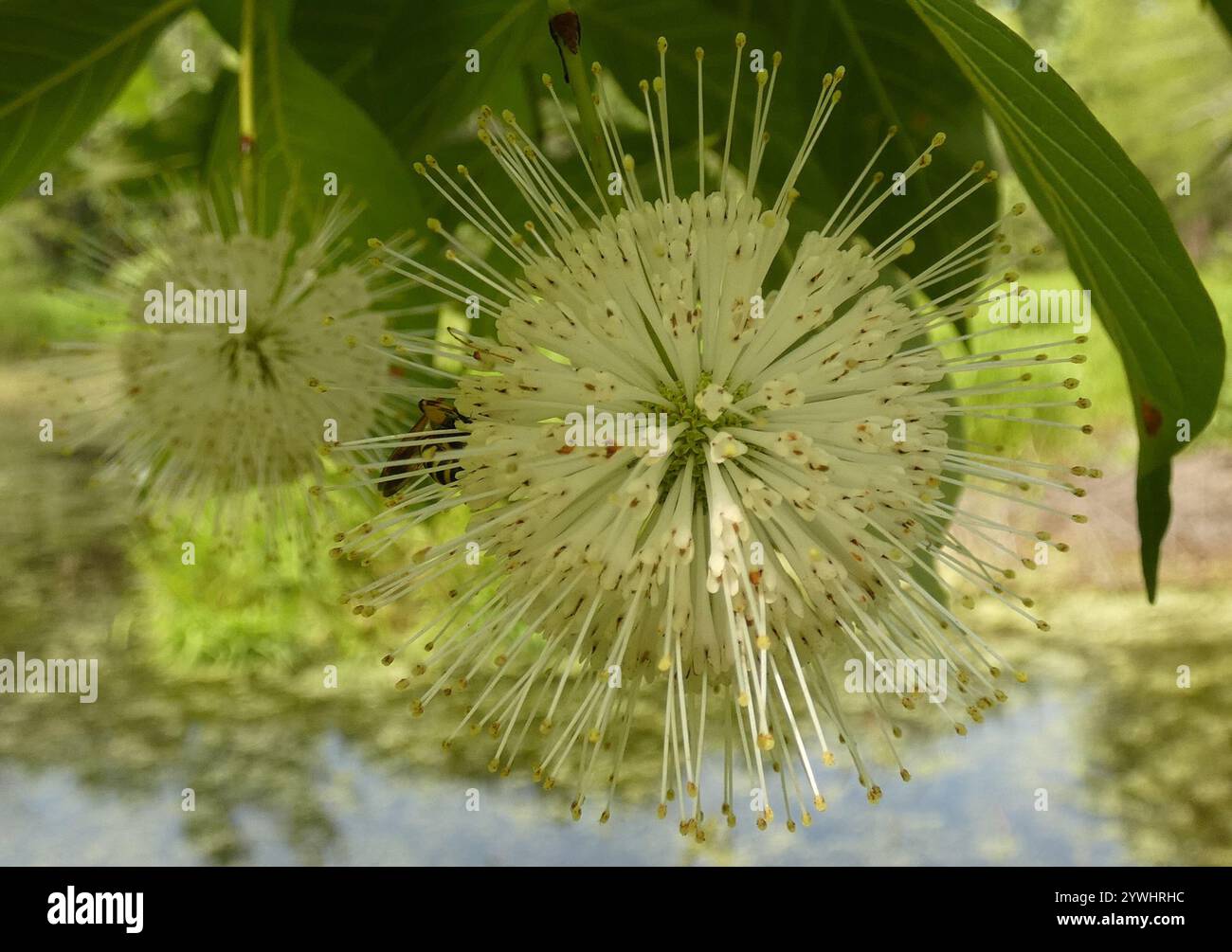 buttonbush (Cephalanthus occidentalis Stock Photo - Alamy