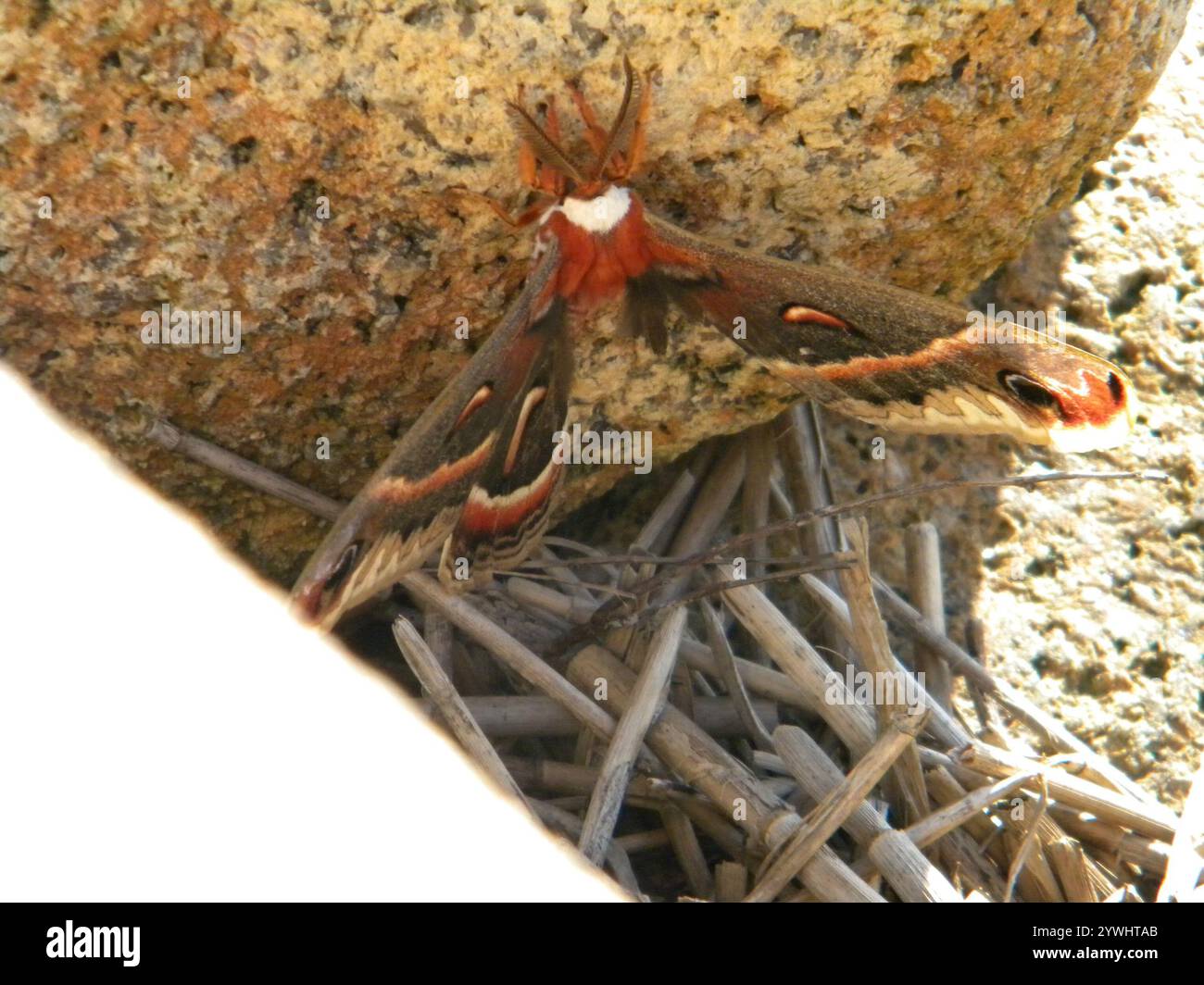 Cecropia Moth (Hyalophora cecropia Stock Photo - Alamy