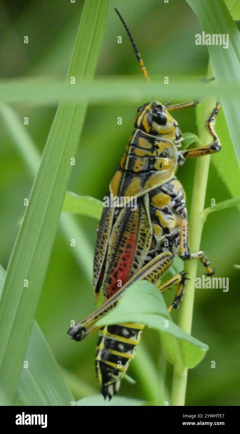Eastern Lubber Grasshopper (Romalea microptera Stock Photo - Alamy
