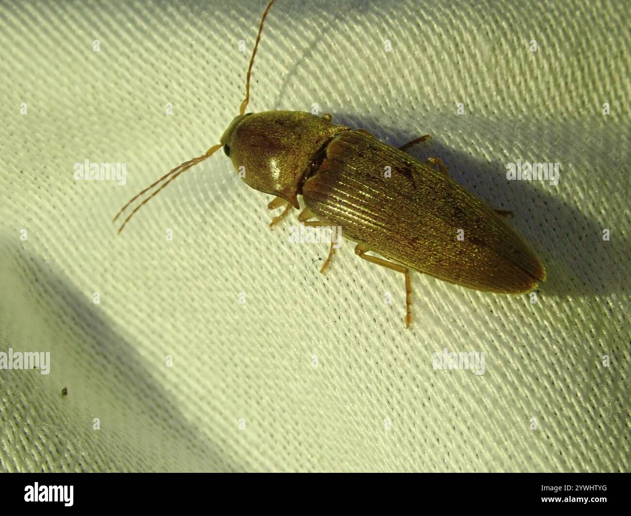 Monocrepidius hi-res stock photography and images - Alamy