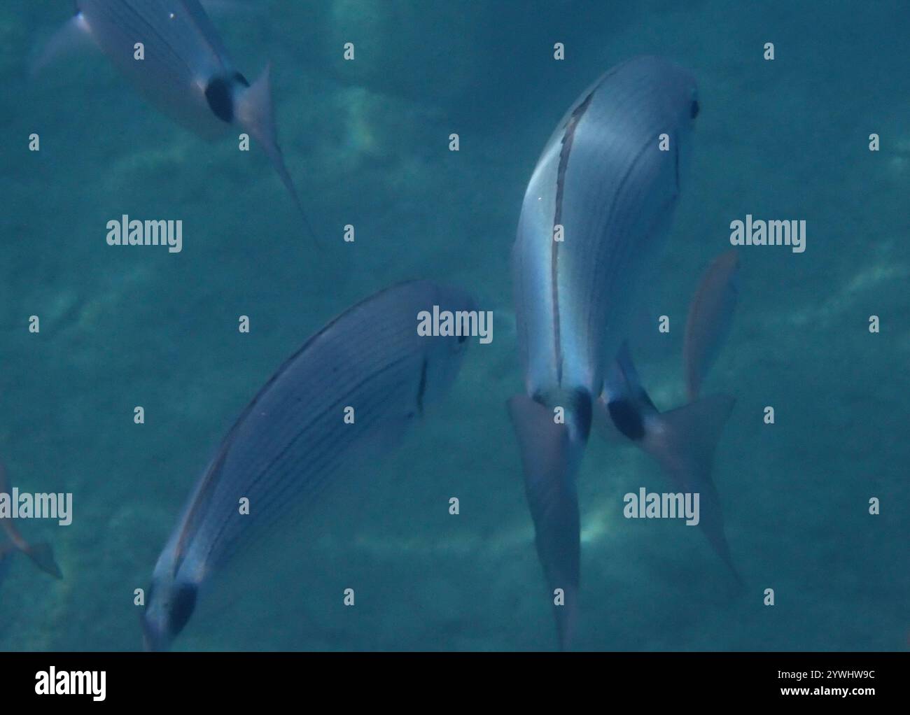 saddled-seabream-oblada-melanurus-stock-photo-alamy