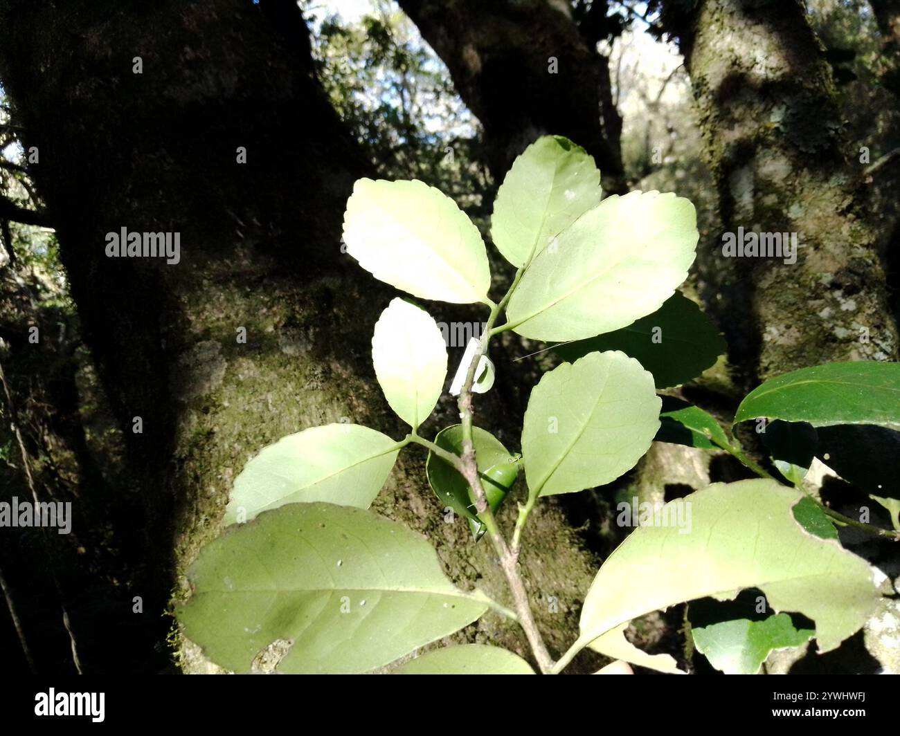 Ilex Paraguariensis - Maté Plant - Yerba Maté - Foto 4