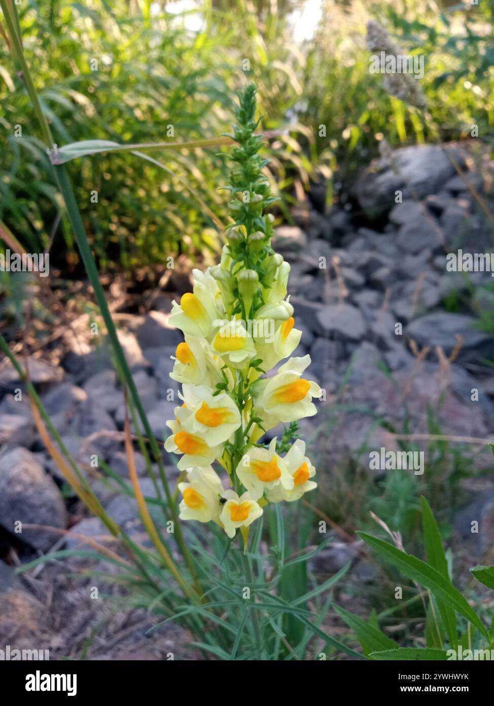 Toad Fls common toadflax (Linaria vulgaris Stock Photo - Alamy