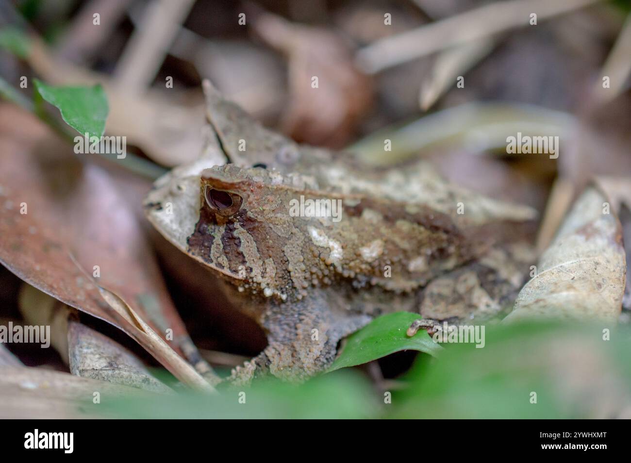 Bahia Smooth-horned Frog (Proceratophrys boiei Stock Photo - Alamy