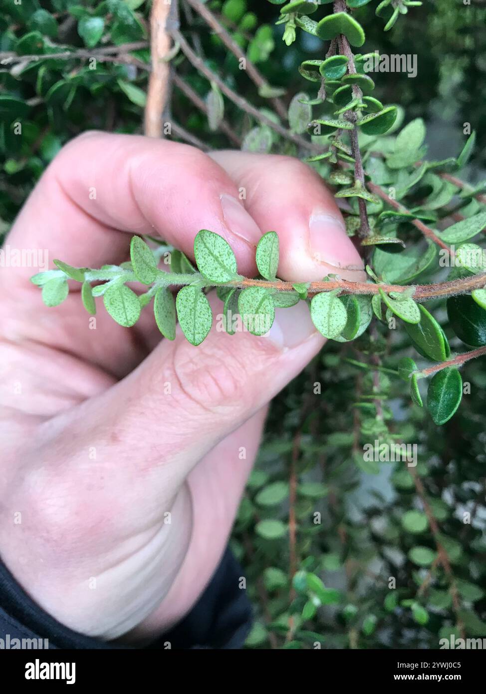 climbing rātā (Metrosideros perforata Stock Photo - Alamy