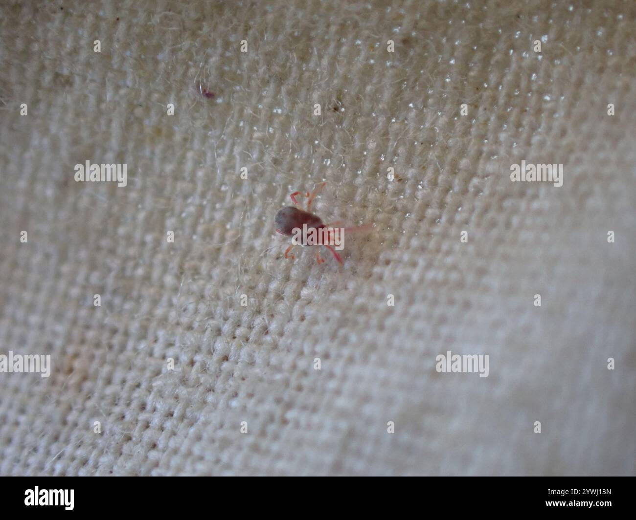 Mites and Ticks (Acari Stock Photo - Alamy