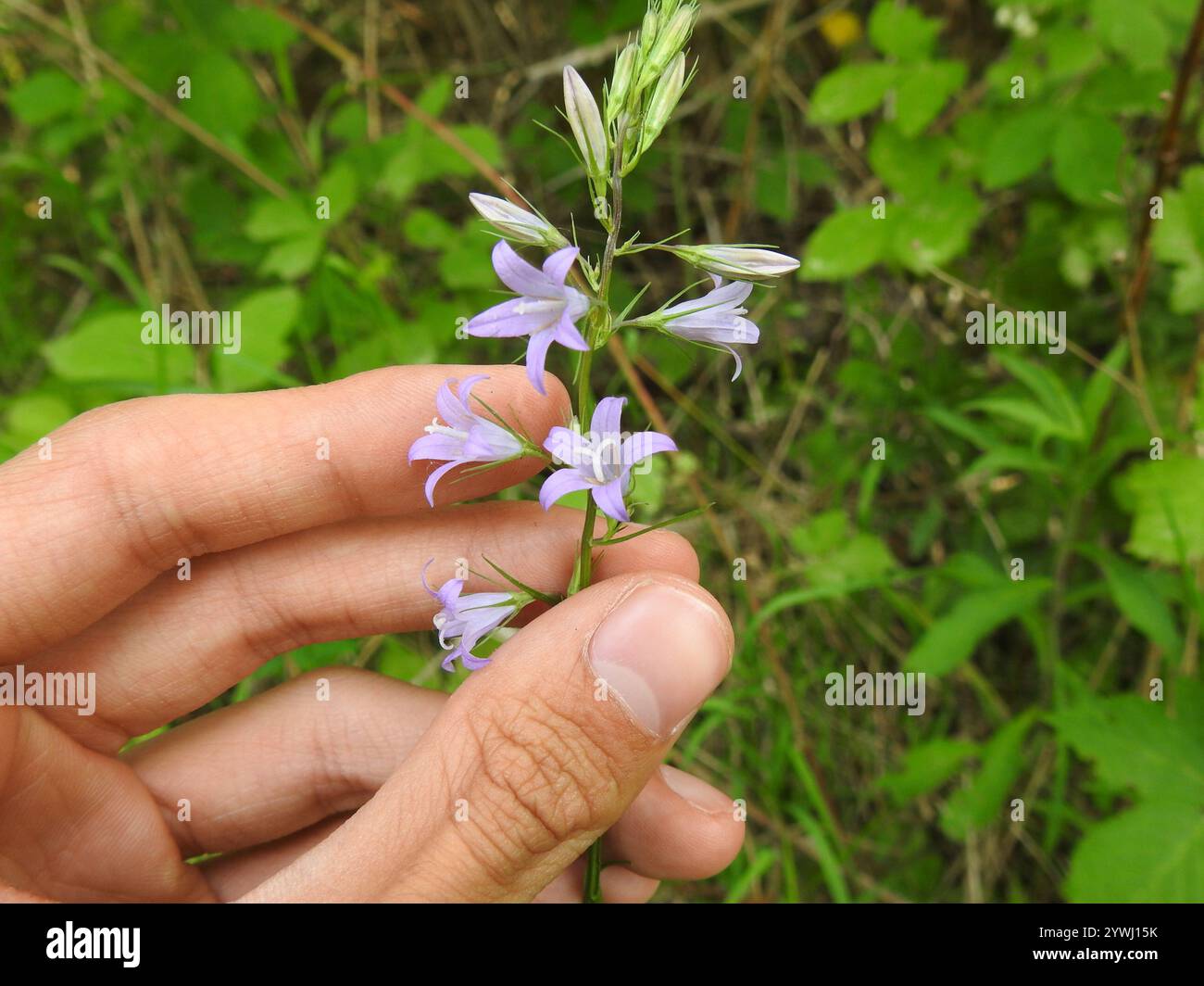Rampion (Campanula rapunculus Stock Photo - Alamy