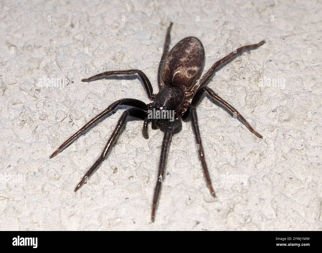 Tube-dwelling Spider (Segestria florentina) Stock Photo