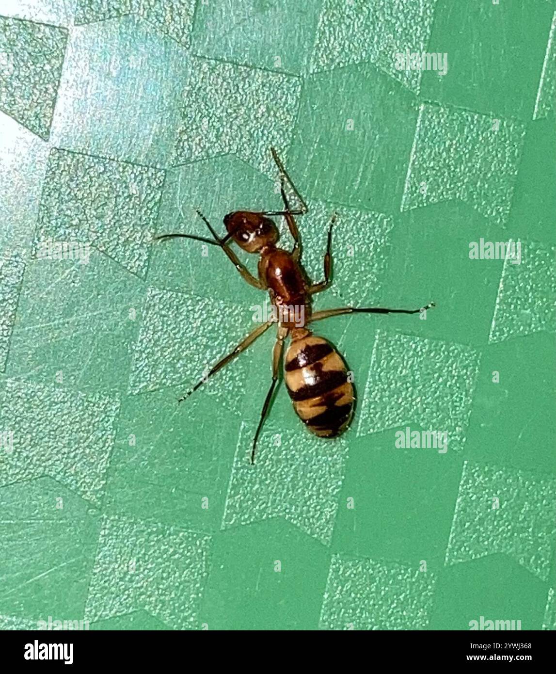 Caribbean Banded Carpenter Ant (Camponotus zonatus Stock Photo - Alamy