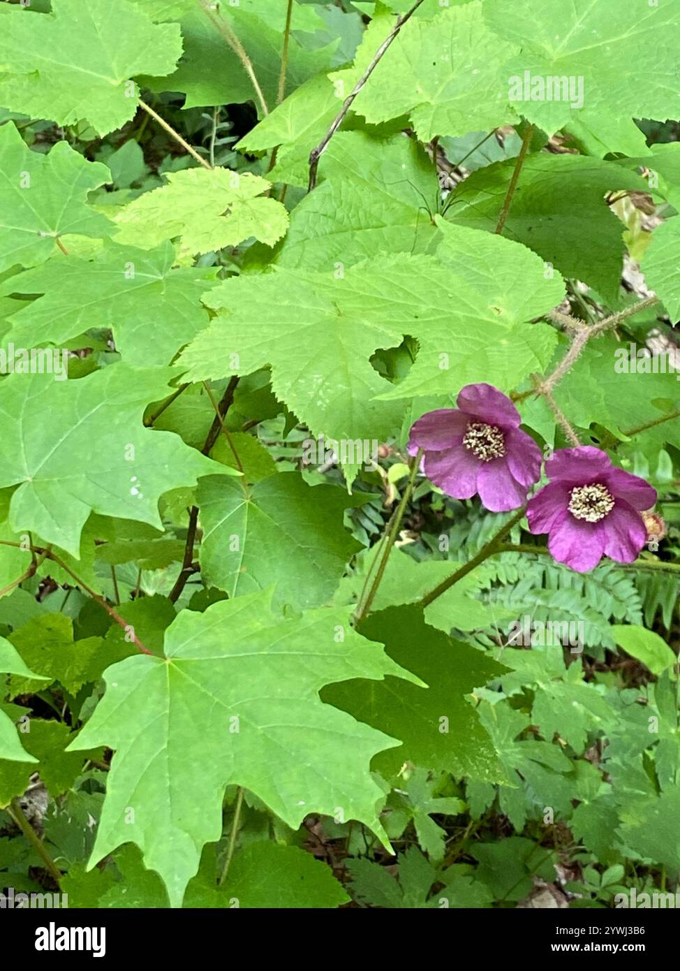 Purple Flowering Raspberry Tree Purple flowered raspberry hi-res stock photography and images - Alamy